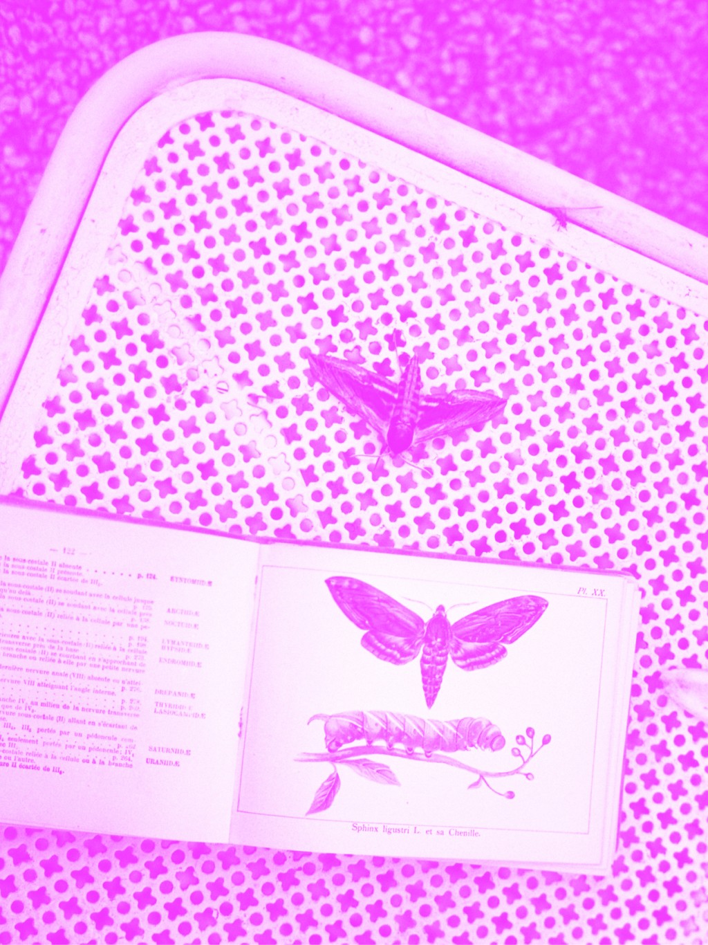 Sur une table un papillon et un livre ouvert sur une page avec un papillon. La photo a un filtre de couleur.