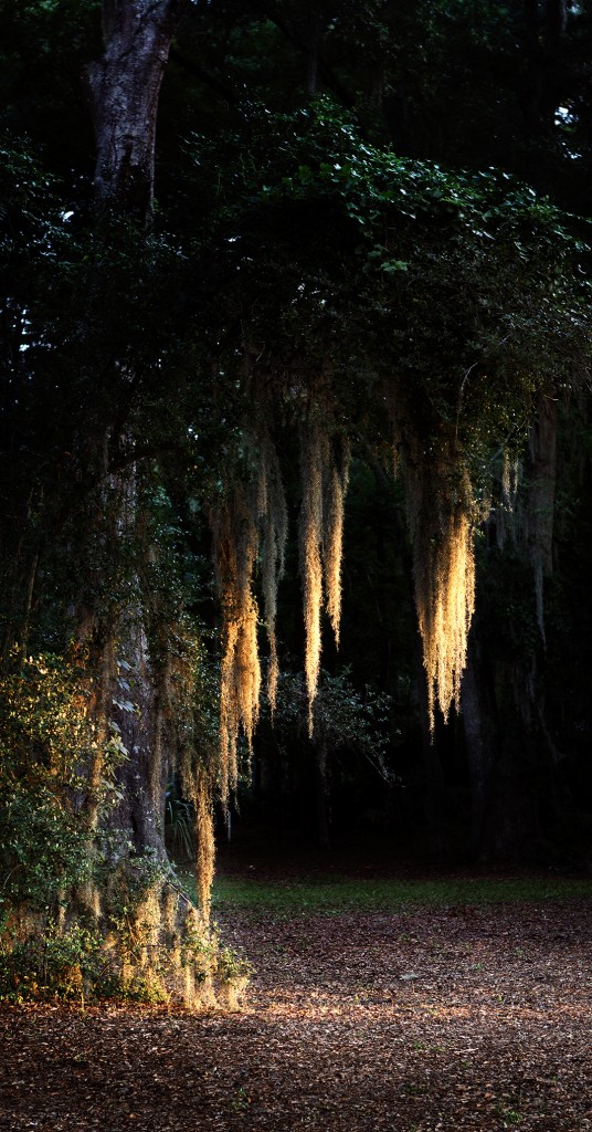C'est la photo d'un arbre avec les branches tombantes. La photo est prise de nuit et on dirait qu'il a des branches illuminés, c'est une photo un peu magique.