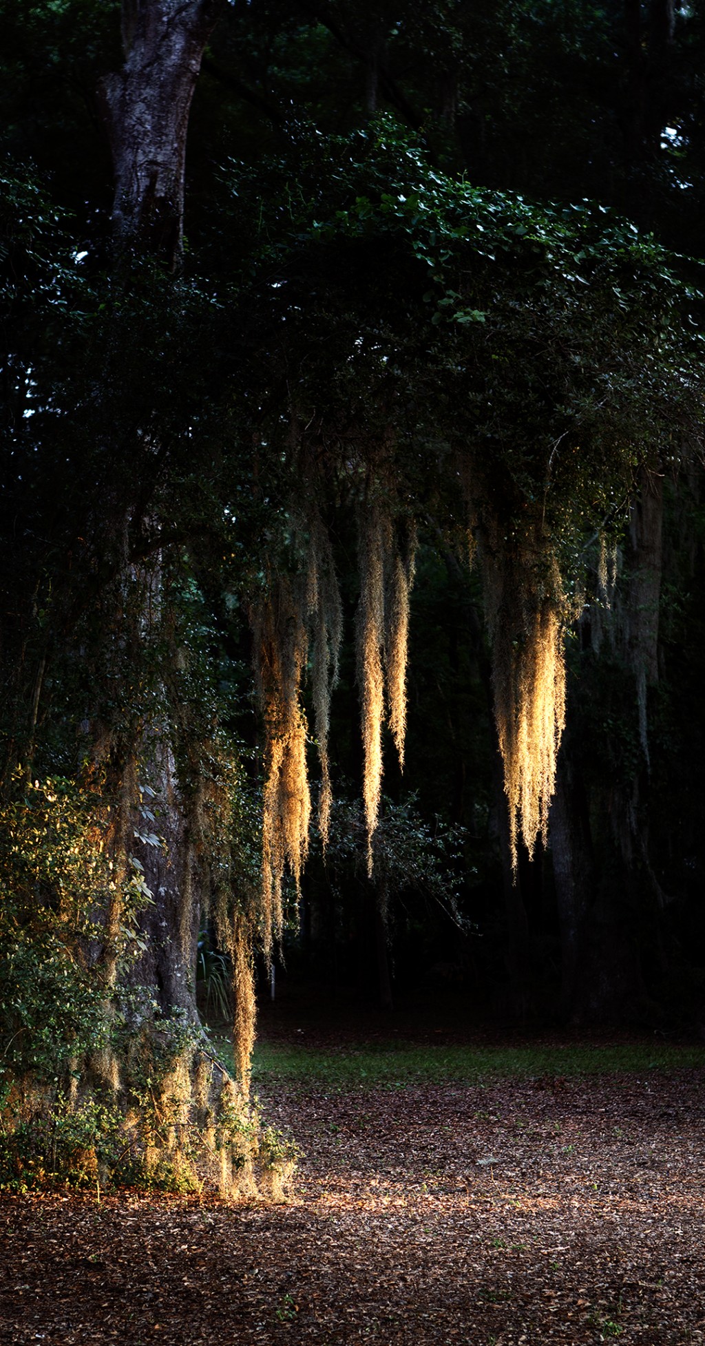 C'est la photo d'un arbre avec les branches tombantes. La photo est prise de nuit et on dirait qu'il a des branches illuminés, c'est une photo un peu magique.