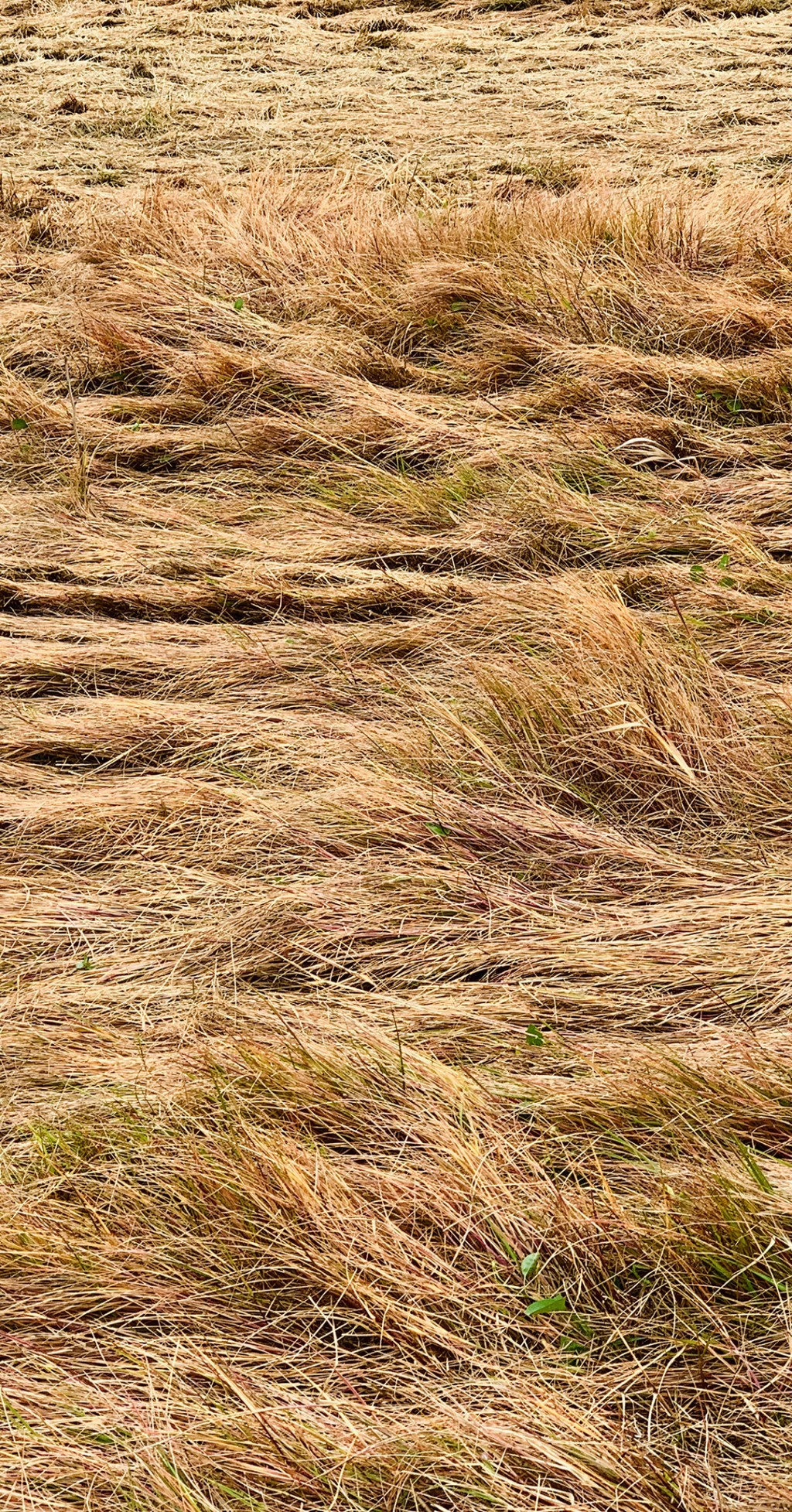 C'est la photo d'un champs d'erbe haute pliées beige et bruns.