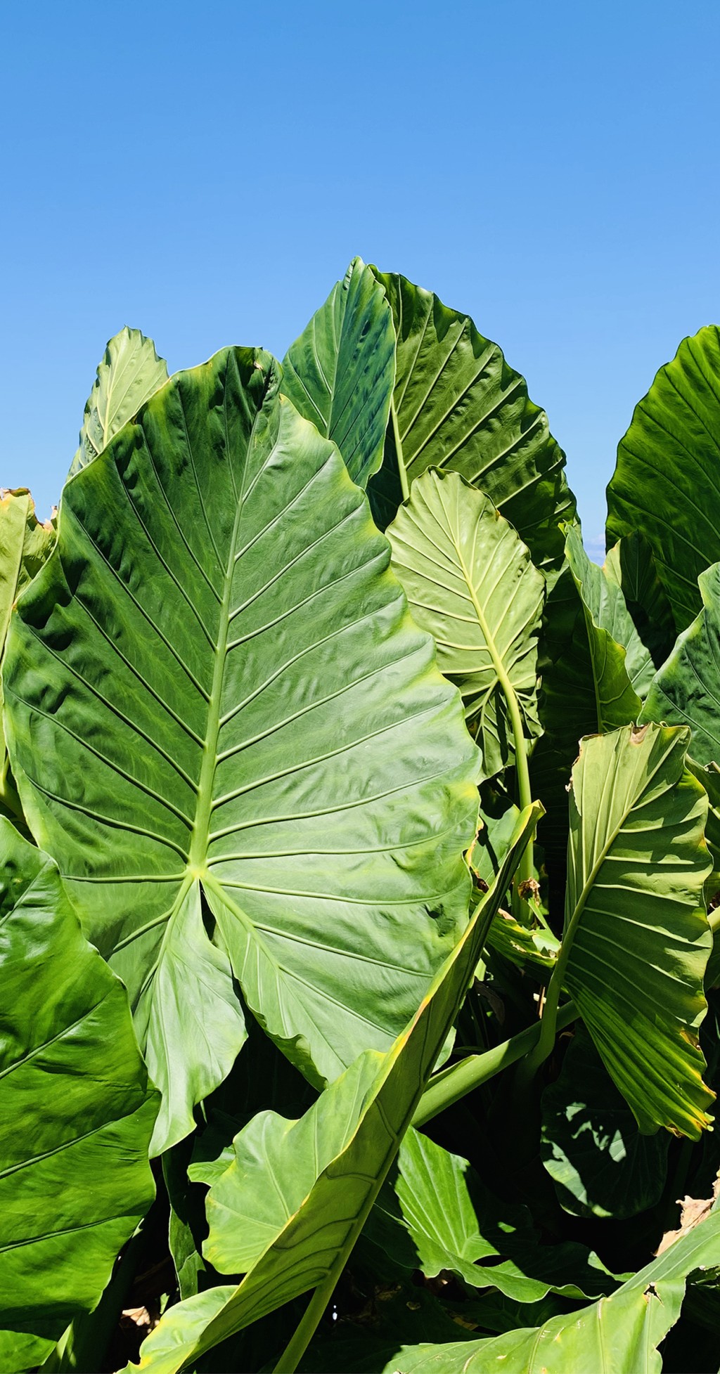C'est l'image de grandes feuilles d'une plante. Mais on voit pas la base de la plante, juste les feuilles.