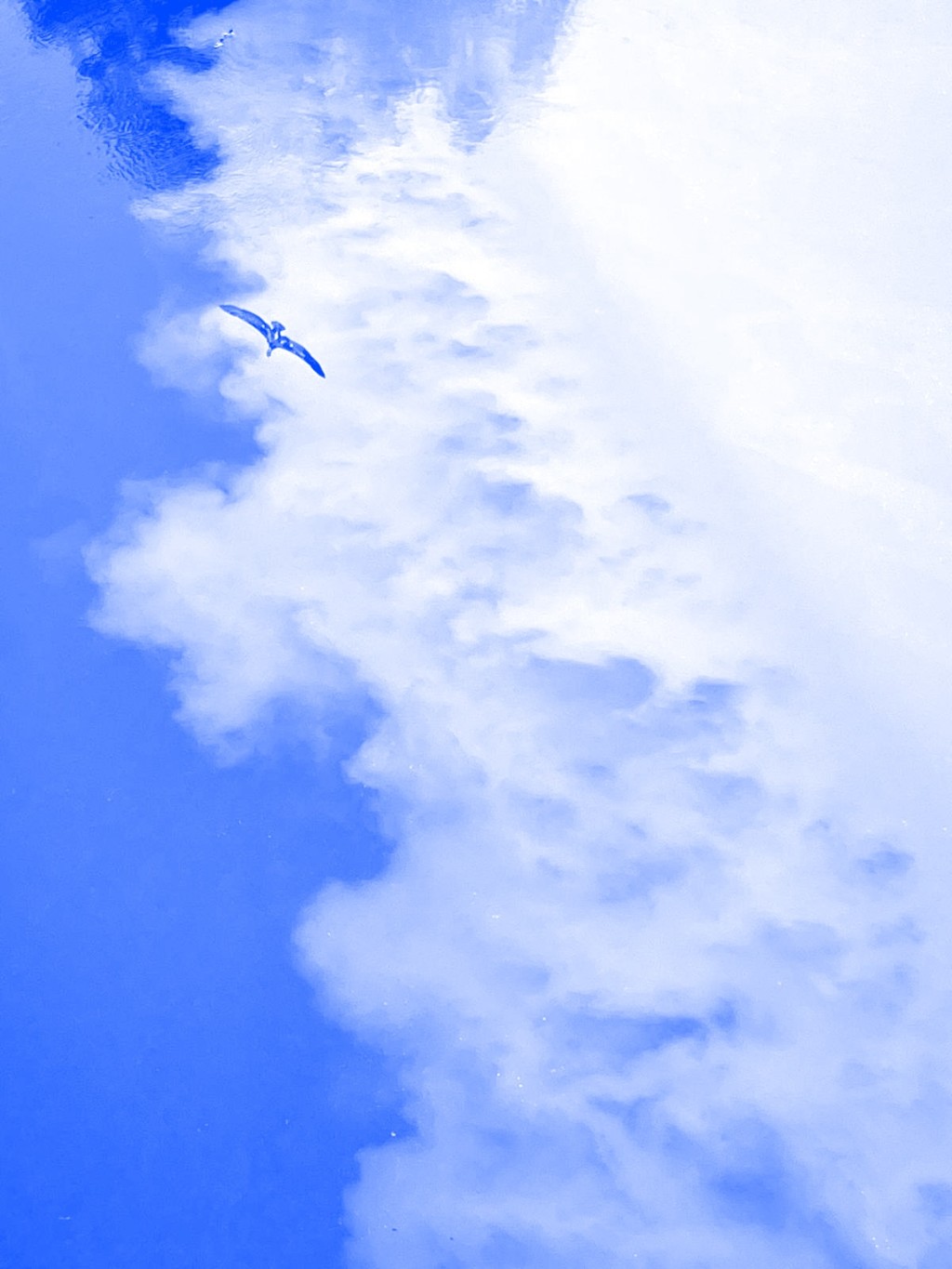 Une photo avec un filtre bleu. Comme des nuages et un oiseaux qui vole.