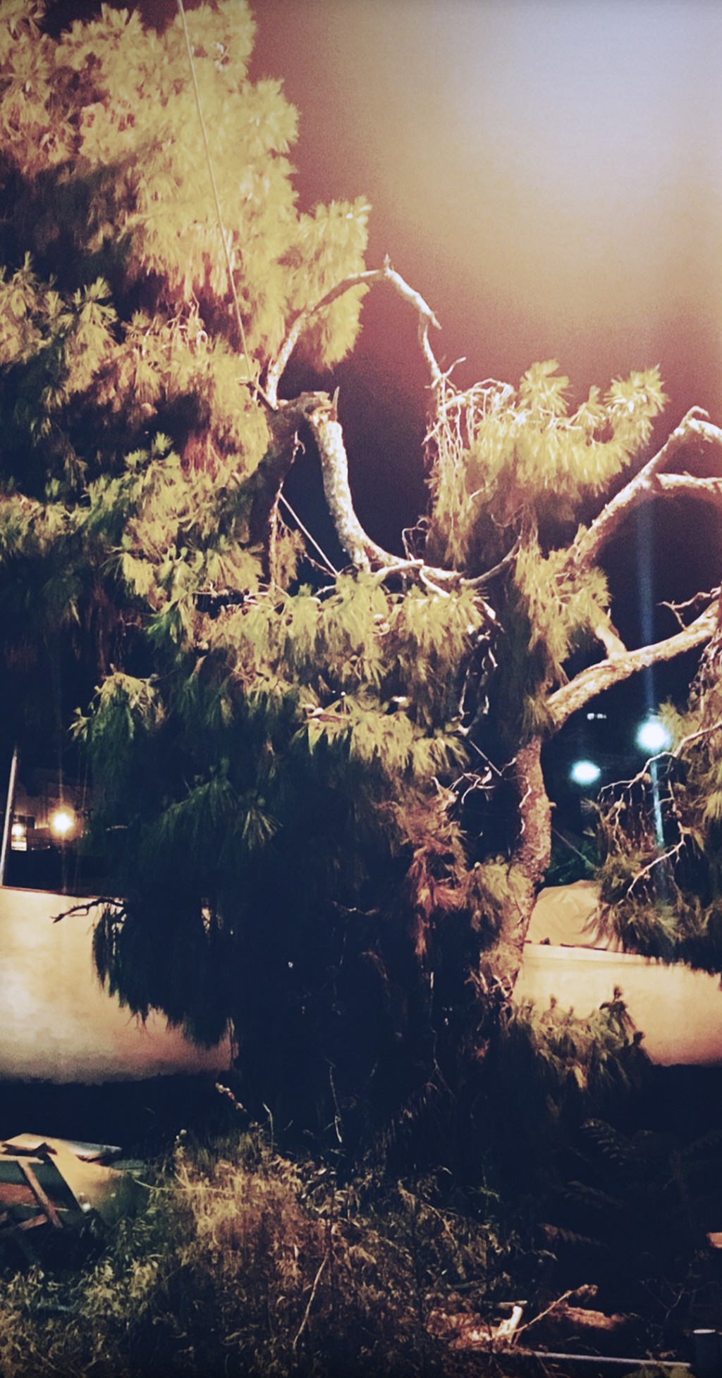 C'est la photo d'un arbre cassé comme s'il avait été pris par une foudre.
